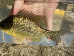 Lepomis microlophus