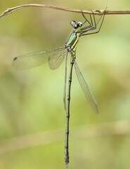 Lestidae