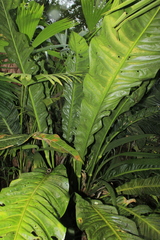Anthurium caucavallense