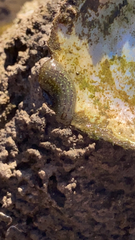 Haemopidae