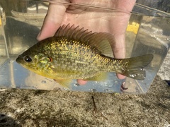 Lepomis microlophus