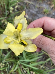 Moraea ramosissima