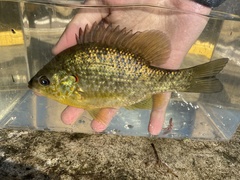 Lepomis microlophus