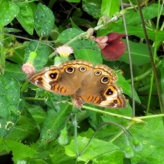 Junonia zonalis