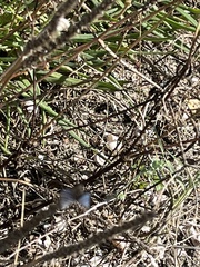 Cochlicella conoidea