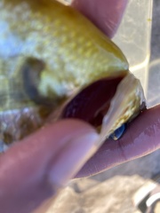Lepomis microlophus