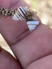 Cochlicella conoidea