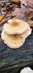 Tapinella panuoides