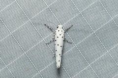 Ethmia