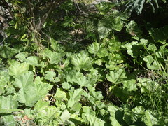 Apodanthera undulata