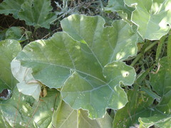 Apodanthera undulata