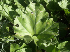 Apodanthera undulata