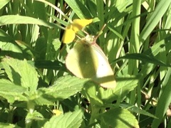 Colias palaeno