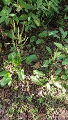 Rumex crispus