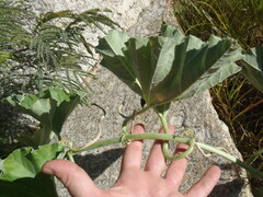 Apodanthera undulata