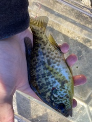 Lepomis microlophus