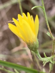 Bradburia pilosa