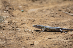 Polychrus acutirostris