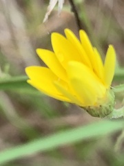 Bradburia pilosa