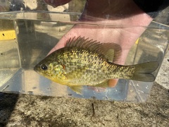 Lepomis microlophus