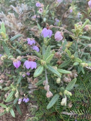 Thomasia petalocalyx