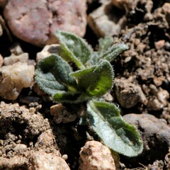 Chamaesaracha coronopus