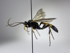 Ichneumon extensorius