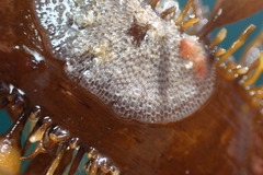 Membranipora membranacea