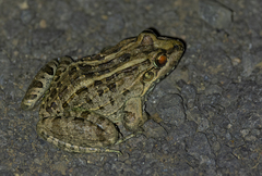 Leptodactylus macrosternum