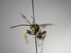 Ichneumon extensorius