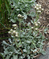 Antennaria parvifolia