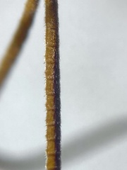 Ichneumon extensorius