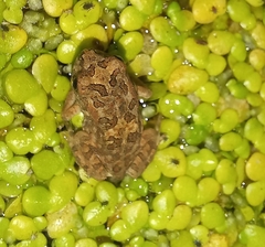 Sclerophrys gutturalis
