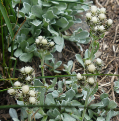 Antennaria parvifolia