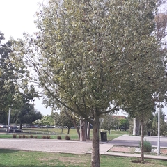 Brachychiton populneus