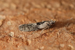 Sciota melanostyla