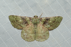 Aeolochroma turneri