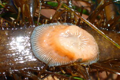 Epiactis prolifera