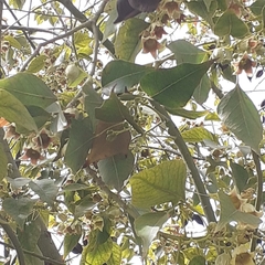 Brachychiton populneus