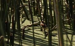 Phleocryptes melanops