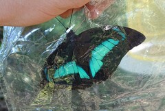 Archaeoprepona demophon