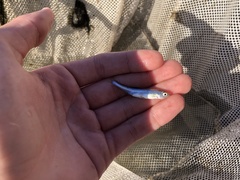 Notropis atherinoides