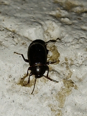 Nalassus dermestoides