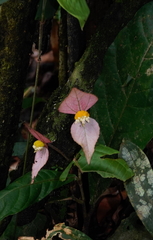Dalechampia