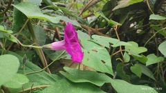 Ipomoea orizabensis orizabensis