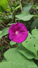 Ipomoea orizabensis orizabensis
