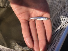 Notropis atherinoides