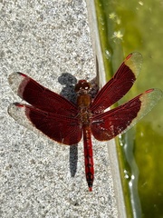 Neurothemis ramburii
