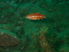 Bodianus pulcher