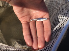Notropis atherinoides